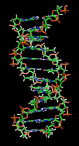Modern DNA representation (Source: Wikipedia)